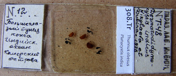 Collection item 308.Tr