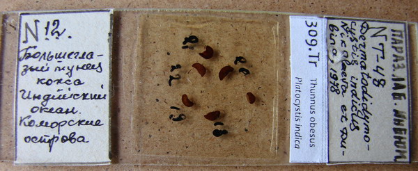 Collection item 309.Tr