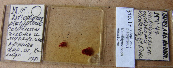 Collection item 310.Tr