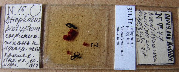 Collection item 311.Tr