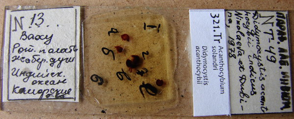 Collection item 321.Tr