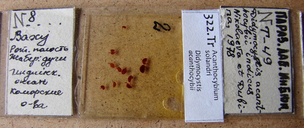 Collection item 322.Tr