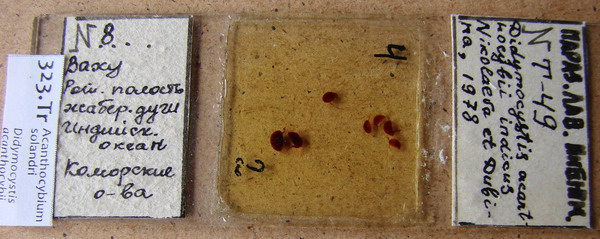 Collection item 323.Tr