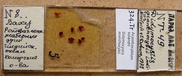 Collection item 324.Tr