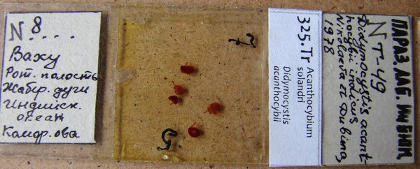 Collection item 325.Tr