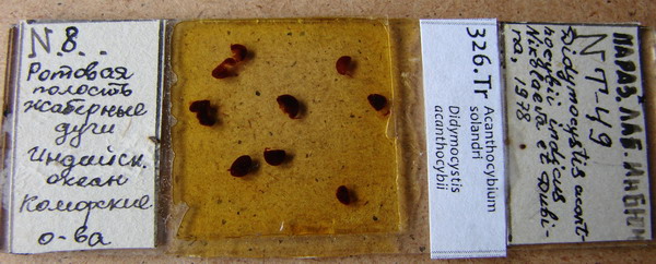 Collection item 326.Tr