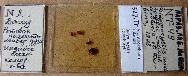 Collection item 327.Tr