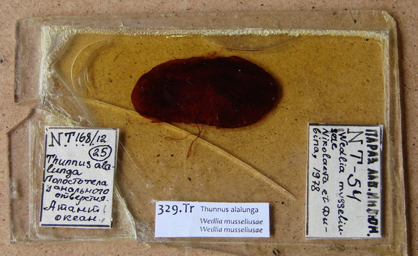 Collection item 329.Tr