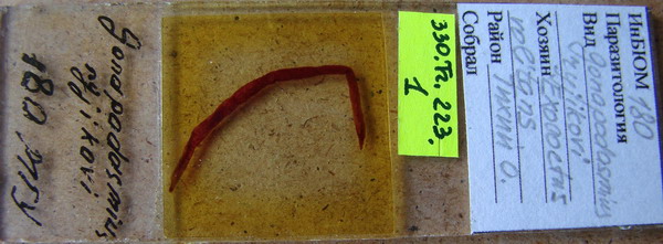 Collection item 330.Tr