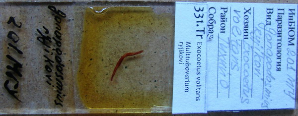 Collection item 331.Tr