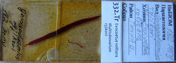 Collection item 332.Tr