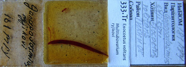 Collection item 333.Tr