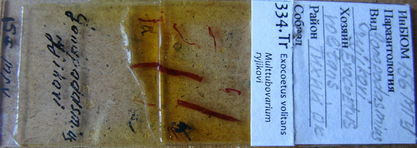 Collection item 334.Tr