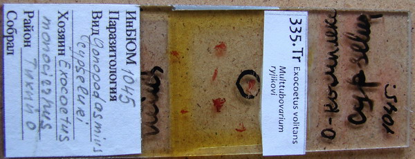 Collection item 335.Tr