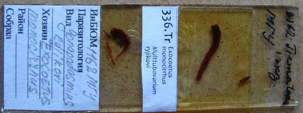 Collection item 336.Tr