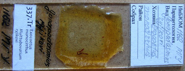 Collection item 337.Tr