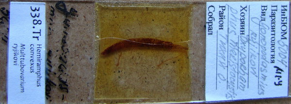 Collection item 338.Tr