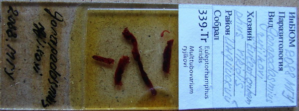 Collection item 339.Tr