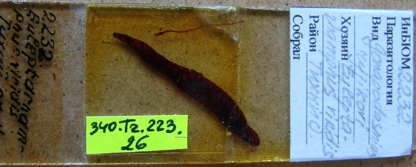 Collection item 340.Tr