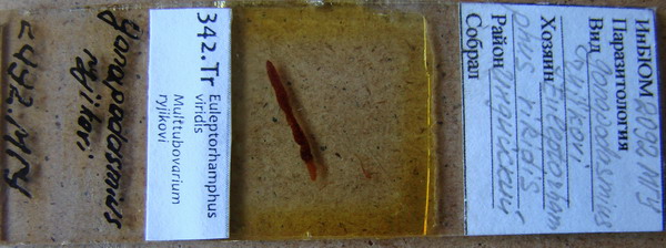 Collection item 342.Tr