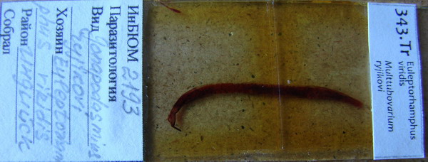 Collection item 343.Tr