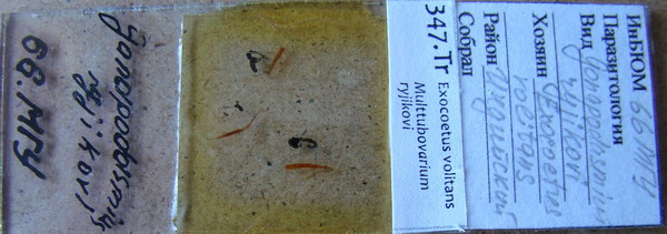 Collection item 347.Tr