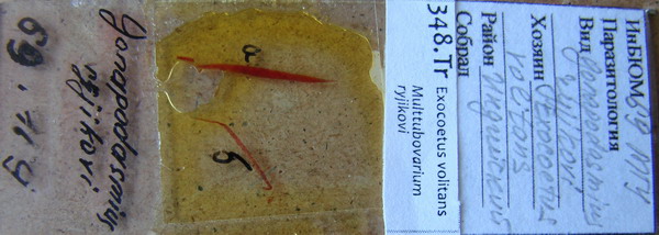 Collection item 348.Tr