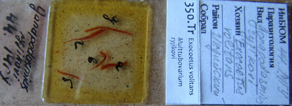 Collection item 350.Tr