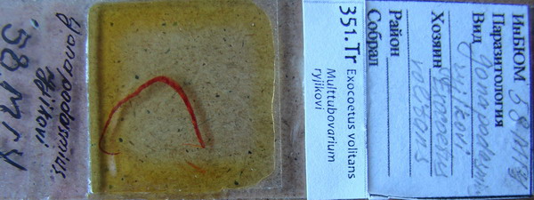 Collection item 351.Tr