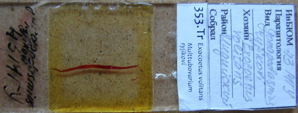 Collection item 353.Tr