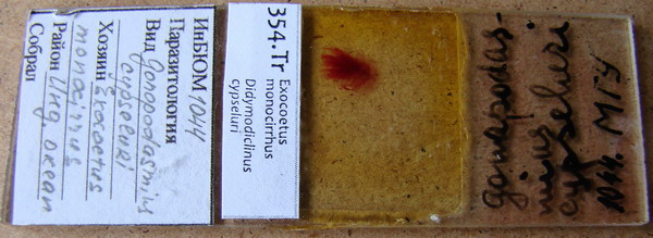 Collection item 354.Tr