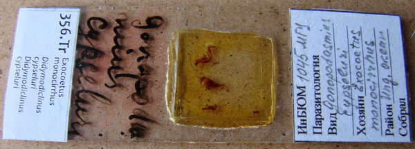 Collection item 356.Tr