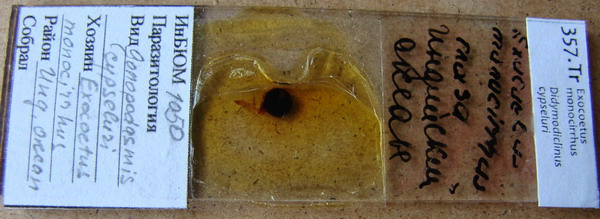 Collection item 357.Tr