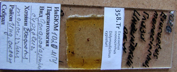 Collection item 358.Tr