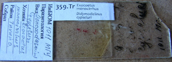 Collection item 359.Tr