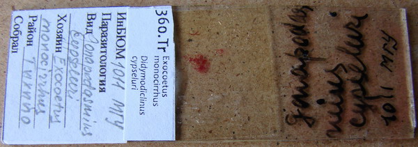 Collection item 360.Tr