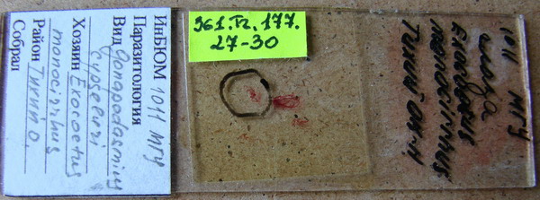 Collection item 361.Tr