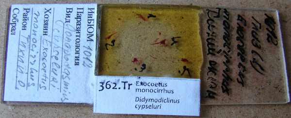 Collection item 362.Tr