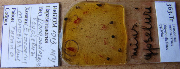 Collection item 363.Tr