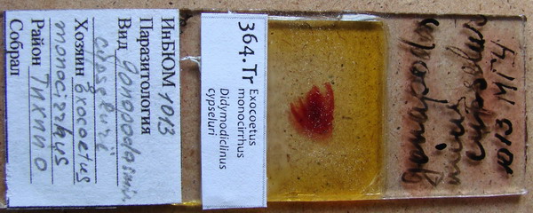 Collection item 364.Tr