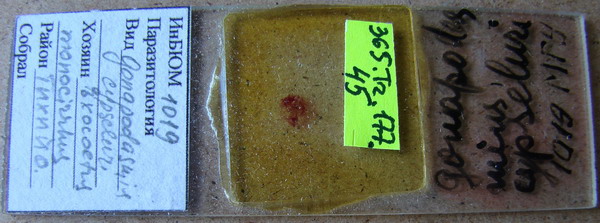 Collection item 365.Tr