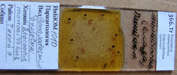 Collection item 366.Tr