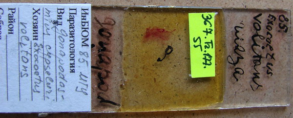 Collection item 367.Tr