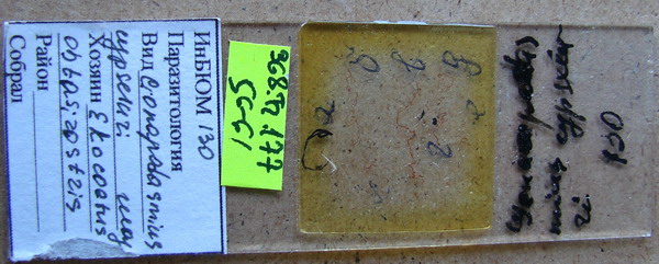 Collection item 368.Tr