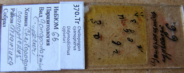 Collection item 370.Tr