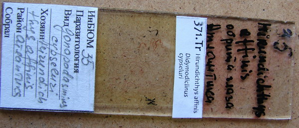 Collection item 371.Tr