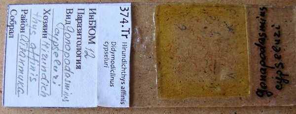 Collection item 374.Tr