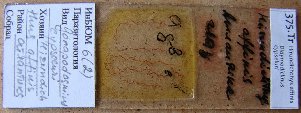 Collection item 375.Tr