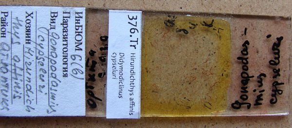 Collection item 376.Tr