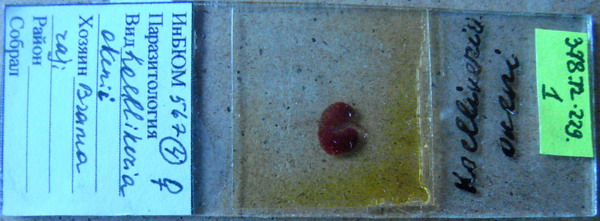 Collection item 378.Tr